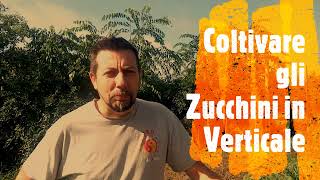 Coltivazione degli zucchini in verticale [upl. by Ahseid]