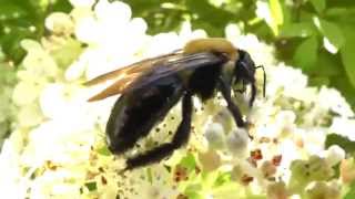 Eastern carpenter bee Xylocopa virginica pollinating flowers [upl. by Nylitsirk]