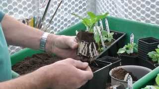 Taking Dahlia Cuttings [upl. by Nsaj]