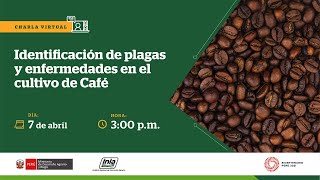 Identificación de plagas y enfermedades en el cultivo de Café [upl. by Madson706]