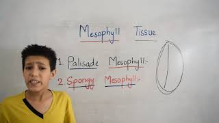 Mesophyll Tissue [upl. by Penney194]