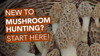 New To Mushroom Hunting Start Here [upl. by Ttelrats]