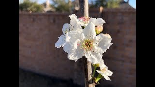 Growing Asian Pear Trees Part 1 [upl. by Agarhs]