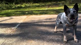 Pastor Ganadero AustralianoBlue Heeler [upl. by Margherita]