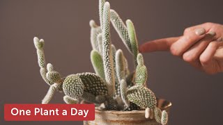 Opuntia microdasys Bunny Ear Cactus Houseplant Care — 8 of 365 [upl. by Trainer]