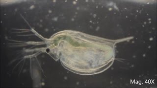 Daphnia magna under the Microscope [upl. by Willyt850]