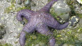 Facts The Purple Sea Star [upl. by Itnavart]