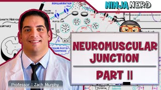 Musculoskeletal System  Neuromuscular Junction  Excitation Contraction Coupling Part 2 [upl. by Anees]