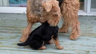 AIREDALE PUPPIES FIRST DAY OUTSIDE [upl. by Painter142]