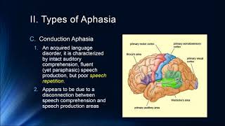 Cognition Lecture 7 4 Brain and Language [upl. by Narbig]