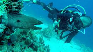 LA MERAVIGLIOSA BARRIERA CORALLINA DEL MAR ROSSO HD [upl. by Barnebas713]