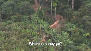 Uncontacted Amazon Tribe First ever aerial footage [upl. by Enyallij]