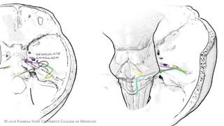 Trigeminal Nerve Anatomy  The Maxillary nerve [upl. by Berstine]