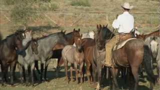 Tongue River Ranch  American Quarter Horse Program [upl. by Deeann]