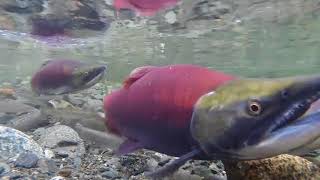 Lachse beim Laichen  Salmon spawning [upl. by Sharron]