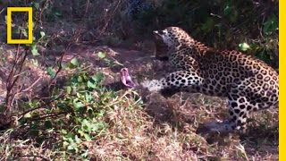 Leopards vs Python Snake  National Geographic [upl. by Gaal]