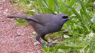 Tiritiri Matangi Island Sanctuary  New Zealand [upl. by Etteloc]