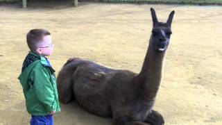 Llama spits in kids face [upl. by Saunder]