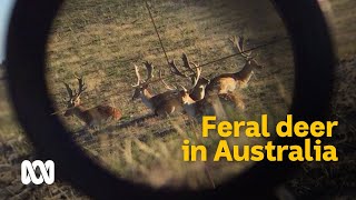 The complex conundrum of wild deer in Australia 🦌  Meet the Ferals Ep 3  ABC Australia [upl. by Siderf482]