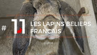 LES LAPINS BELIERS FRANCAIS │LFDT 11 [upl. by Emolas]