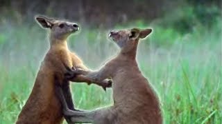 Kangaroo Boxing  Attenborough  BBC Earth [upl. by Acessej537]