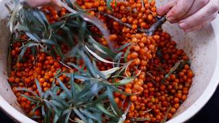 Simple Sea buckthorn recipes  Part 1 [upl. by Aidnac]