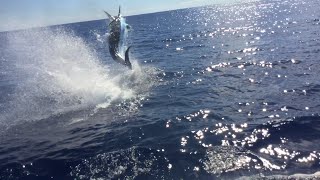 1100lb Blue Marlin Fishing GOLD COAST [upl. by Kemble824]