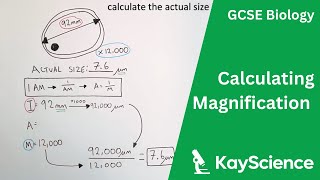 Calculating Magnification  GCSE Biology  kaysciencecom [upl. by Joane]