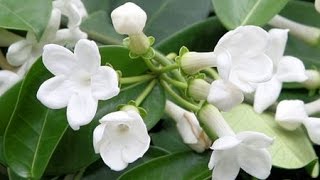 HOW TO GROW AND CARE FOR HOUSE PLANTS  STEPHANOTIS FLORIBUNDA [upl. by Enyrehtac]