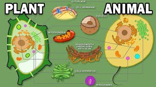 PLANT VS ANIMAL CELLS [upl. by Eseilana]