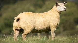 Charollais Sheep  Large WellMuscled [upl. by Redvers752]