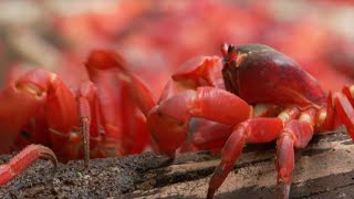 45 Million Red Crabs March  Lands of the Monsoon  BBC Earth [upl. by Ecire]