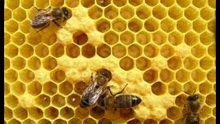 Apicultura  Las Abejas  Producción de Miel de Abejas  TvAgro por Juan Gonzalo Angel [upl. by Anilos131]