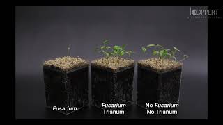 Trichoderma harzianum T22 combats Fusarium in tomato – Koppert [upl. by Katalin]