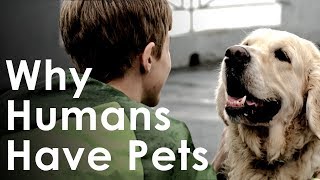 What Pets Teach Us About Life  Why Humans Like Having Pets [upl. by Nnylhsa]