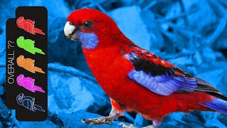 Crimson Rosella The Best Pet Parrot [upl. by Ahsinek326]