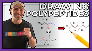 Intro to Peptides and Drawing Polypeptides [upl. by Hayimas]