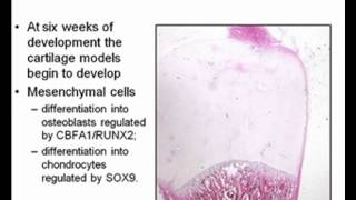 Embryology Limb Development [upl. by Eillime]