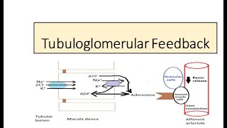 Tubuloglomerular feedback Autoregulation [upl. by Brendan]