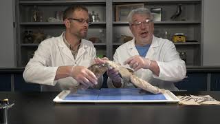 Best Dogfish Shark Dissection Part I  External Jr High High School and College [upl. by Eikram]