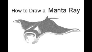 How to Draw a Manta Ray [upl. by Afaw]