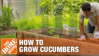 How to Grow Cucumbers  Planting Cucumbers  The Home Depot [upl. by Auqcinahs358]