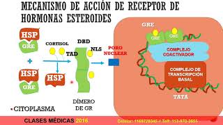 RECEPTORES INTRACELULARES  CLASES DE MEDICINA [upl. by Anirhtak469]