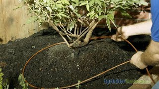 How To Use 14quot Dripline Tubing for Trees and Shrubs [upl. by Capwell]