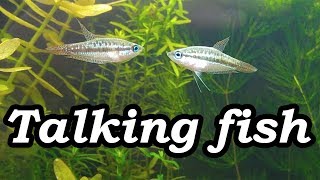 Real Talking Fish Sparkling Pygmy Gourami Croaking No filter No CO2 NO Ferts 5 Gallon Nano Tank [upl. by Inuat571]