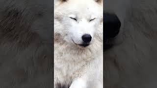 The Arctic Wolf  NATURE Shorts  PBS [upl. by Nhguavahs]