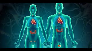 ENDOCRINE SYSTEM CRASH COURSE LECTURE [upl. by Nnyleitak506]