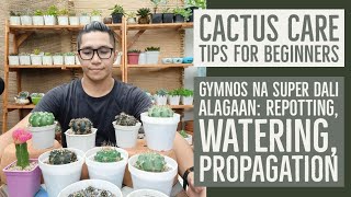 Gymno Cactus Care Tips  Magandang Succulents For Beginners Watering Propagation Repotting [upl. by Ihcas623]