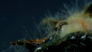 Soil Fungi Mycelium Time lapse [upl. by Ydnys178]