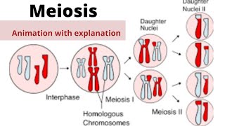 Meiosisphases of meiosis animation [upl. by Ophelie155]